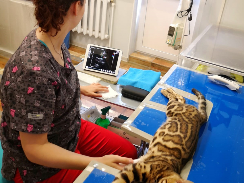 wireless ultrasound probe used in veterinary