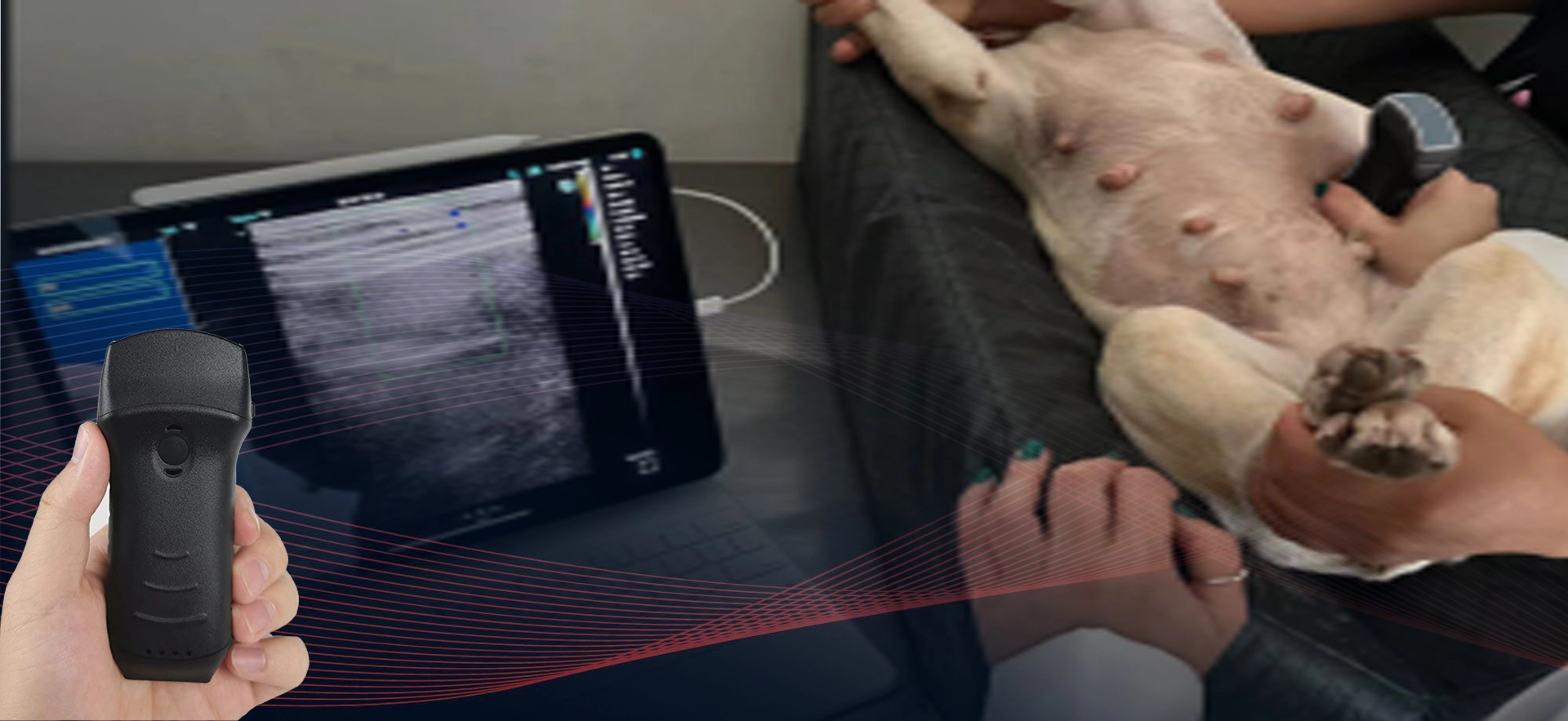 Pemeriksaan ultrasound nirkabel hewan